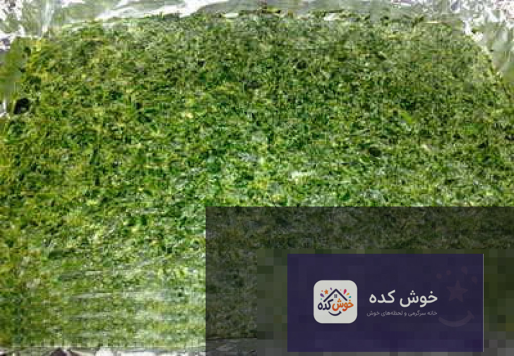کوکو سبزی رولتی با مغز گردو و ماست برشهای کوکو سبزی رولتی با لایه میانی ماست و گردو، چیده شده در دیس