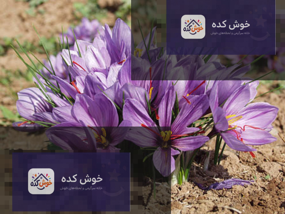 زعفران