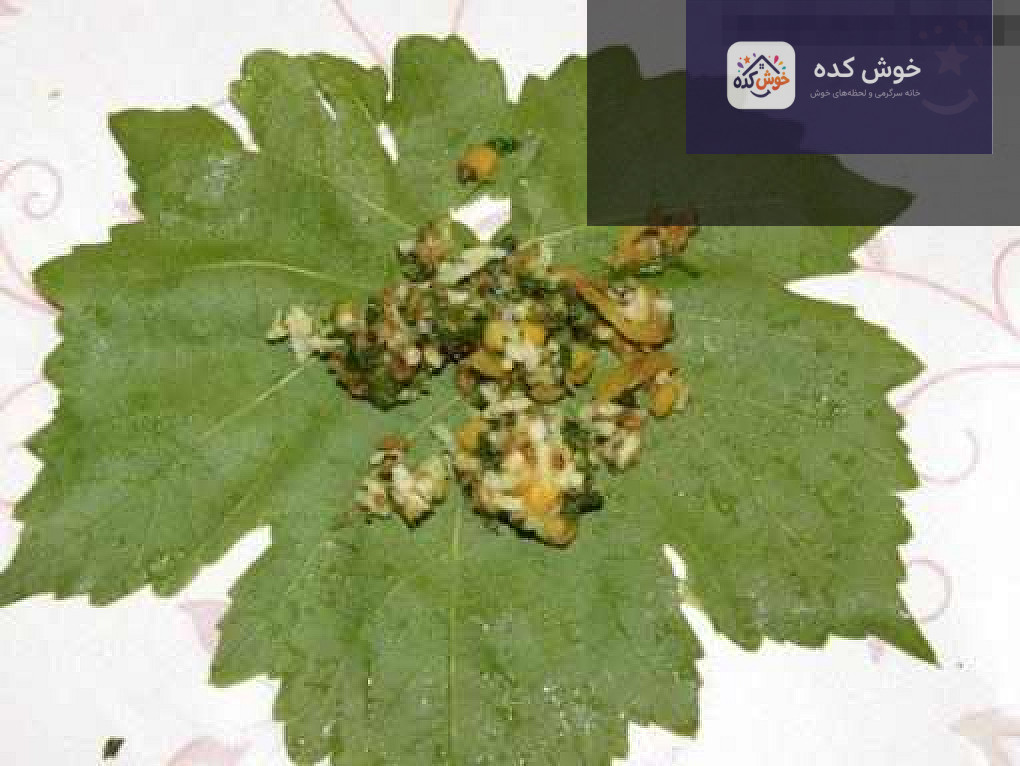 آموزش تصویری پیچیدن دلمه برگ مو به روش بقچه‌ای، مراحل تا کردن برگ مو
