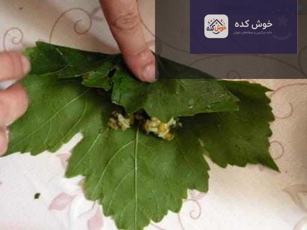 روش پیچیدن دلمه برگ مو بقچه ای