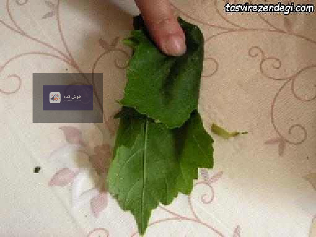 روش پیچیدن دلمه برگ مو بقچه ای