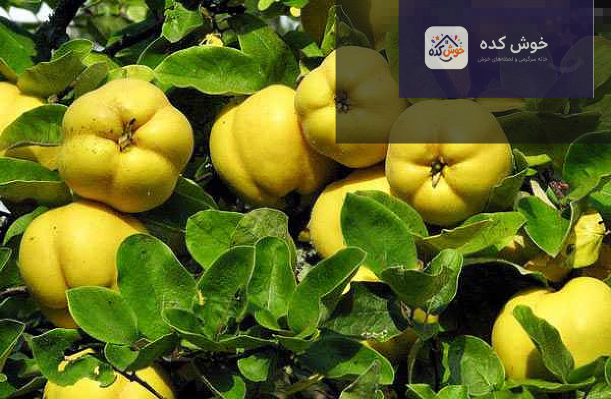 طرز تهیه دمنوش به , خواص به